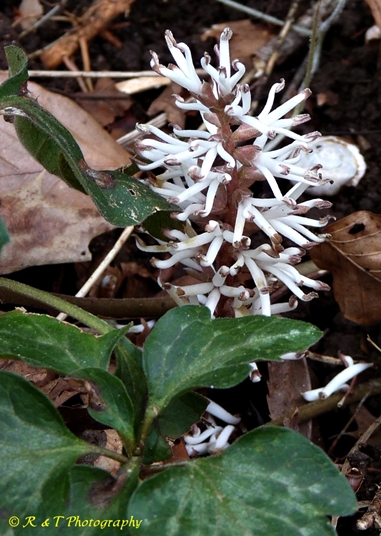 {Pachysandra procumbens}